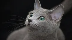 Pitkän iän salaisuus: 5 kissarotua, jotka ovat helppohoitoisia ja elävät erityisen pitkään