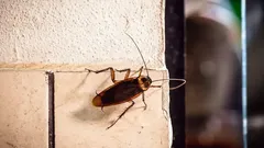 Kasvit torakoita vastaan: vihreät apurit, jotka pääsevät eroon ongelmasta