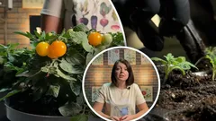 Tomaattisato talvella on mahdollinen: asiantuntija paljastaa ikkunalaudalla viljelyn niksit