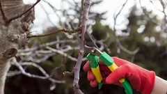 Miksi joitakin kasveja ei saa leikata talvella – asiantuntija paljastaa yleisimmät virheet