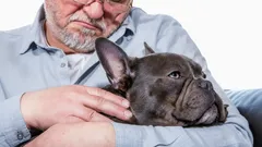 Rauhalliset ja uskolliset: 5 koirarotua, jotka lämmittävät ikäihmisten sydämiä