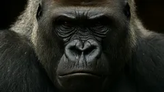 Viidakkojen jättiläiset: maailman massiivisimmat apinat olivat todellisia – eivät pelkkää myyttiä