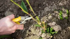 Nämä kasvit pitää aina leikata joulukuussa – puutarhurit listasivat 10 lajia