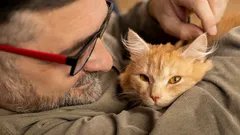 Kissa painautuu sinua vasten – ei hellyyden vuoksi: viesti, jonka omistajat usein sivuuttavat