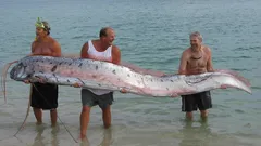 Katastrofien airut nousi rannalle: syvyyksien jättiläinen palautti mieleen legendat, jotka meri oli jo kätkenyt