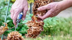 Näitä kasveja ei saa leikata joulukuussa: asiantuntija listaa viisi lajia
