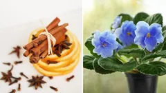 Kasvit puhkeavat uuteen loistoon: kotitekoinen lannoite kolmesta ainesosasta