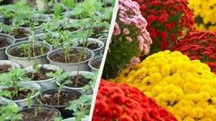 Näin kasvatat yhdestä krysanteemista kokonaisen kukkapenkin – helppo menetelmä puutarhureilta