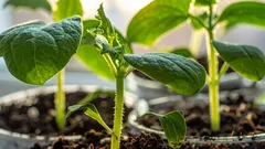 Kylvän nämä vihannekset joulukuussa ja iloitsen sadosta keväällä: 4 lajia aikaisin kylvöön