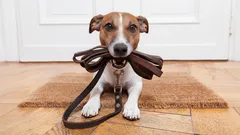 Koira työholistille: nämä rodut eivät vaadi loputtomia lenkkejä tai kaikkea huomiota