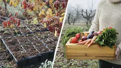 Nämä 3 vihannesta pitää kylvää ennen joulukuun loppua: nyt on niille täydellinen aika