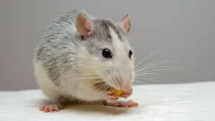 Eläingeniukset: 5 lajia, joiden nerokkaat selviytymiskeinot hämmästyttävät