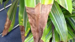 Miksi huonekasvien lehtien kärjet kuivuvat? Yleisimmät syyt ja tehokkaat ratkaisut