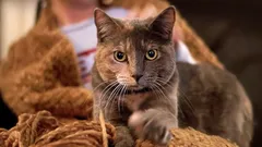 Siksi kissa talloo sinua tassuillaan – kasvattajat kertovat todelliset syyt