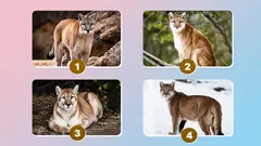 Minkä kuvan älykkäät ihmiset valitsevat: erittäin tarkka persoonallisuustesti