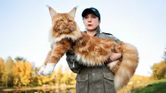 Koirat vastaan kissat: nämä rodut voivat nousta voittajiksi ikuisessa vastakkainasettelussa