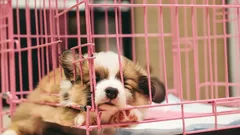 Sydäntäsärkevä pennun itku: Omistajan virheet, jotka tekevät koirasta taitavan manipuloijan