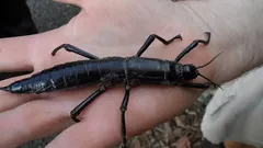 Tätä hyönteistä pidettiin yli 70 vuoden ajan sukupuuttoon kuolleena: vaikuttava paluutarina