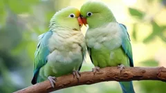 Mitä yhteistä ihmisillä ja papukaijoilla on? Yllättäviä käyttäytymisen yhtäläisyyksiä