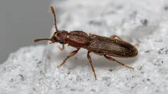 Miksi jauhoihin tulee ötököitä ja miten niistä pääsee eroon: asiantuntijoiden helppo menetelmä