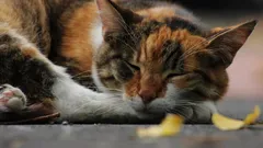 Miten ensimmäiset kesykissat ilmestyivät Kiinaan – villistä saalistajasta Silkkitien matkaajaksi