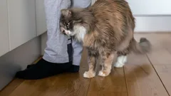 Kissa ei hiero itseään omistajan jalkoihin ihan syyttä: mitä tämä viesti tarkoittaa?