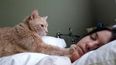 Elävä herätyskello kynsineen: miksi kissat herättävät omistajansa jatkuvasti aamuisin