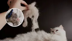 Miten vähentää kissan karvanlähtöä: kasvattajien parhaat vinkit ongelman ratkaisemiseen