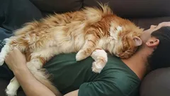 Kissa ei nuku päälläsi rakkaudesta: todellinen syy sen käytökseen yllättää jopa kokeneet omistajat