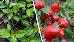 Nämä kasvit kylvetään taimille nyt: miksi sinun on tehtävä se tammikuun loppuun asti