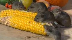 Näin karkotat hiiret lopullisesti: 15 luonnollista hajua, joita jyrsijät inhoavat