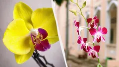 Miten hoitaa orkidea talvella, niin että se ei mätäne ja kukkii uudelleen: vinkkejä kukkakaupoista