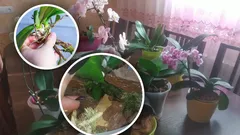 Ilman kasvustimulantteja ja kemikaaleja: näissä oloissa orkideat lisääntyvät itsestään