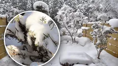 Uhka valkoisen peitteen alla: Kun liika lumi voi vahingoittaa kasveja