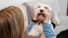 Koira odottaa, että sanot nämä: 8 sanaa, joista lemmikki menee onnesta sekaisin