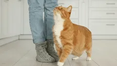 Miksi kissat heittäytyvät jalkoihin: asiantuntijat antoivat tieteellisen selityksen