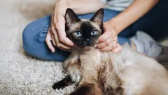 Kissan sielun salaisuudet: nämä 3 rotua kykenevät rajattomaan omistautumiseen