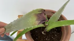 Miksi aloe kuivuu ja miten se pelastetaan: 7 puutarhurin helppoa askelta