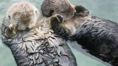 Suloisin vaisto: miksi saukot pitävät toisiaan tassusta kiinni nukkuessaan?