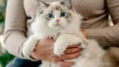 Kissan sielun salaisuudet: nämä 3 kissarotua ovat kaikkein uskollisimpia