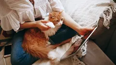 Miksi kissa hakeutuu juuri sinun luoksesi – zoologit paljastivat kiintymyksen salaisuudet