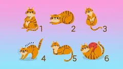 Valitse kissa ja paljasta luonteesi piilotetut piirteet – uusi testi psykologeilta