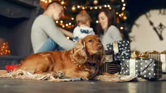 Mitä tehdä, jos koira pelkää uudenvuoden ilotulituksia: 5 koirankouluttajan vinkkiä