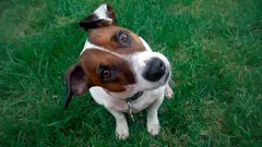 Miksi koirasi kallistaa päätään, kun puhut sille – mitä sen päässä oikeasti tapahtuu?