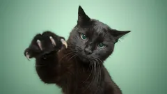 Upeat, salaperäiset ja aliarvostetut: Siksi mustat kissat ovat aivan erityisiä