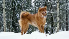 5 harvinaista koirarotua, joita et näe koirapuistossa – enemmän kuin pelkkää kauneutta