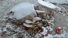 Kannot pihalta katoavat itsestään: 3 parasta tapaa ilman traktorin apua