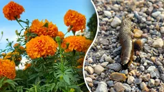 Kirvat ja etanat eivät enää palaa – istuta nämä 4 kasvia puutarhaasi