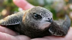 Nukkuvat lennossa, syövät ilmassa – uskomattomat linnut, jotka eivät laskeudu kymmeneen kuukauteen